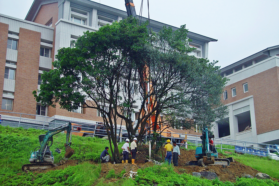 2004年以生態工法移植原生樹的紀錄照，此樹位於男寮邊坡。