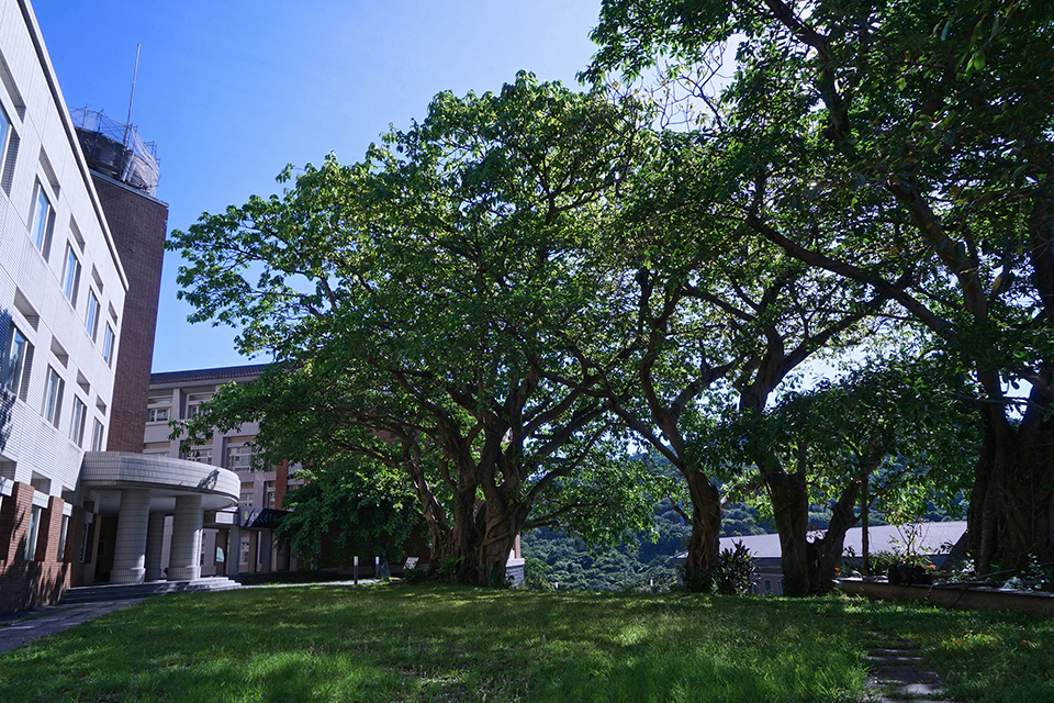 有百年樹齡的七棵雀榕，屹立於圖書資訊館前。